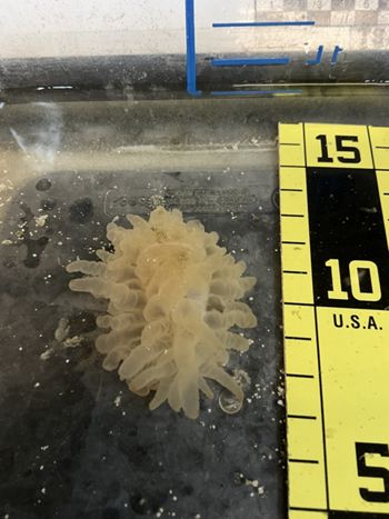 Media type: image;   Invertebrate Zoology 166679 Description: Digital photograph of specimen in life.;